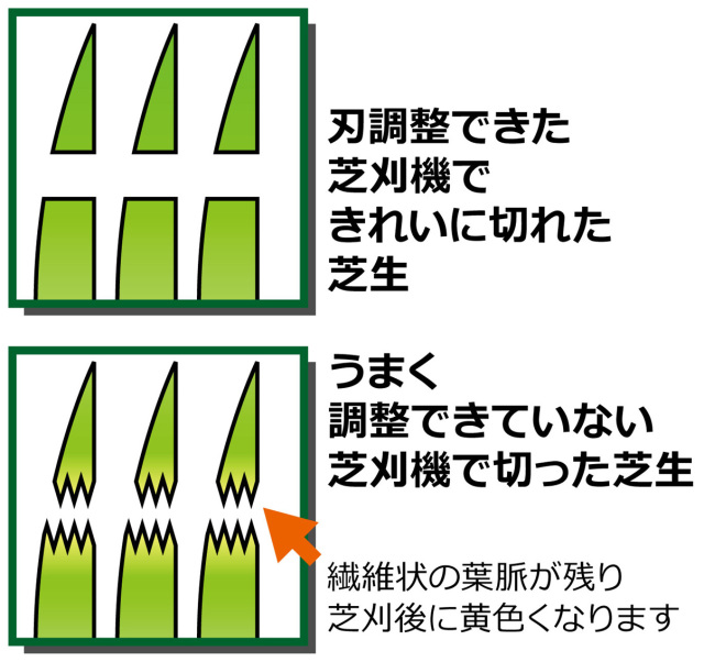 芝生切り口