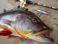レジットデザイン スクアド SKS66ML-SEABASS 【シーバスルアー専門店