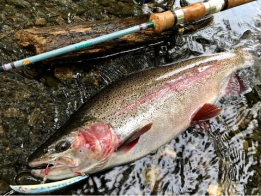 ハルシオンシステム アキュート AQ-S54L 【シーバスルアー専門店  