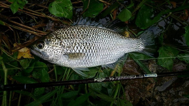 Tulala Glissando 56（ツララ グリッサンド56） 【シーバスルアー専門  