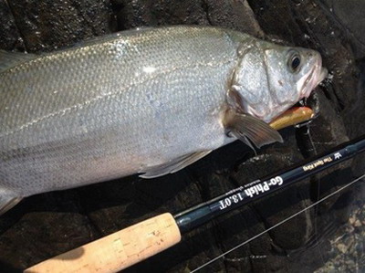 Go-Phish（ゴー・フィッシュ） TheSpotKing “master plugger”13.0T