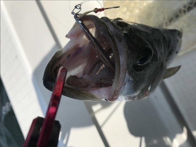 ジャドウプロダクツ（JADOPRODUCTS） 冷斬（レザン） 40g 78mm