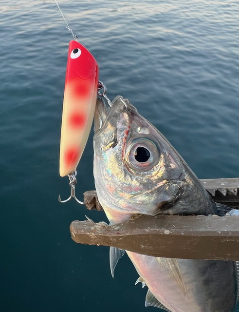 ゴーフィッシュ（Go-Phish） ショアーズ リップルGP F 極上 52mm/3.4g