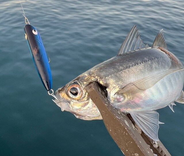 ゴーフィッシュ（Go-Phish） ショアーズ リップルGP F 極上 52mm/3.4g