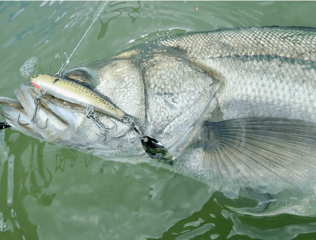 マルジン UKスピン22 70mm/22g 【シーバスルアー専門店 キング