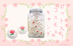 容器入りコスモス・キャンディ 100個入り　秋のプレゼント用