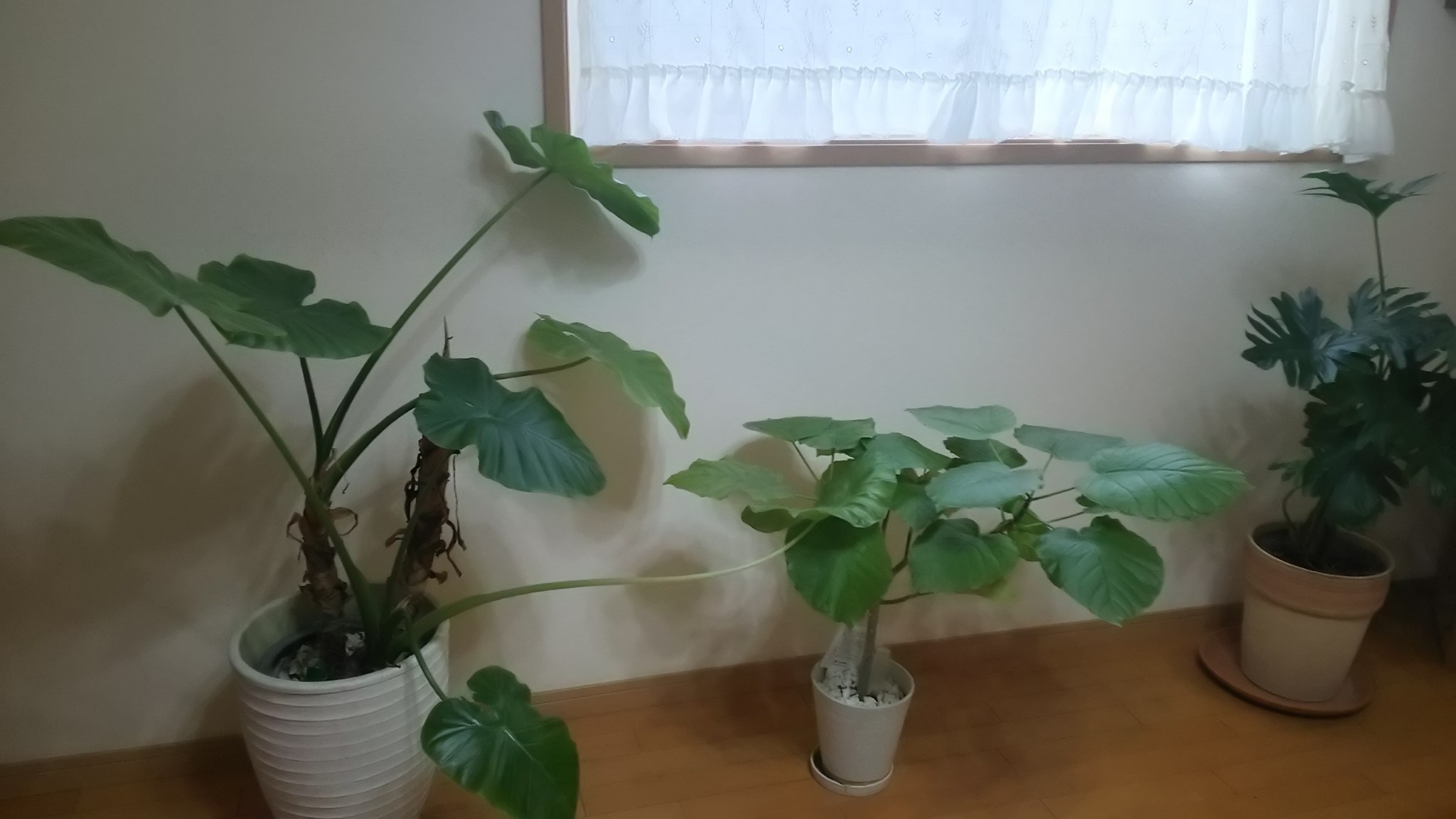 インテリアと相性抜群 観葉植物のおしゃれな使い方 北欧 ヴィンテージ家具 インテリア通販 Kirarioインテリア公式オンラインショップ キラリオインテリア