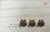 猫ひげレーザー⑤