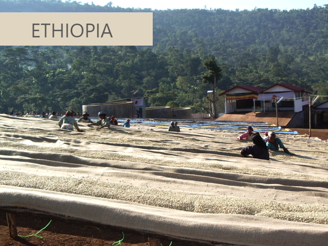 エチオピアコーヒー（モカ）