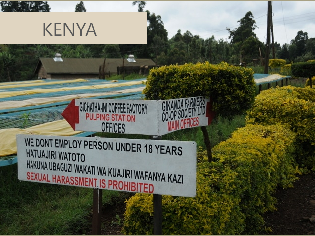 ケニアコーヒー