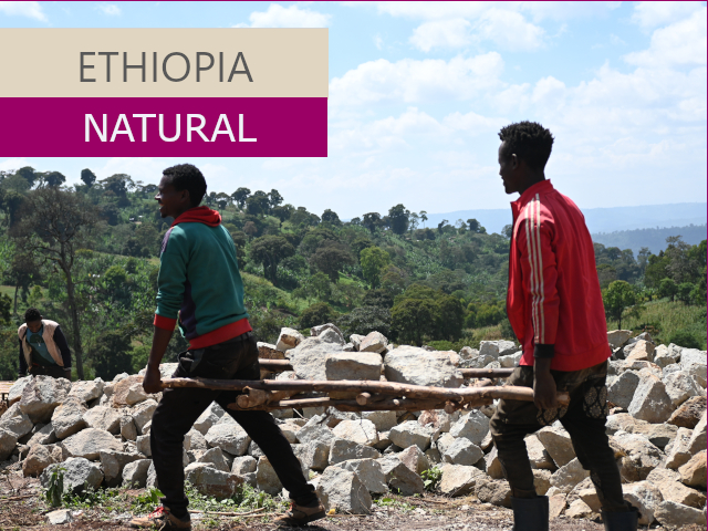 エチオピアコーヒー（モカ）