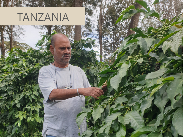 タンザニア（キリマンジャロ）コーヒー
