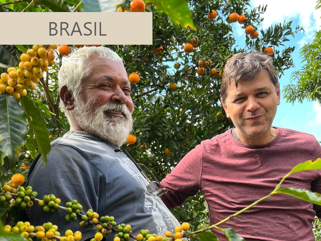 ブラジルコーヒー