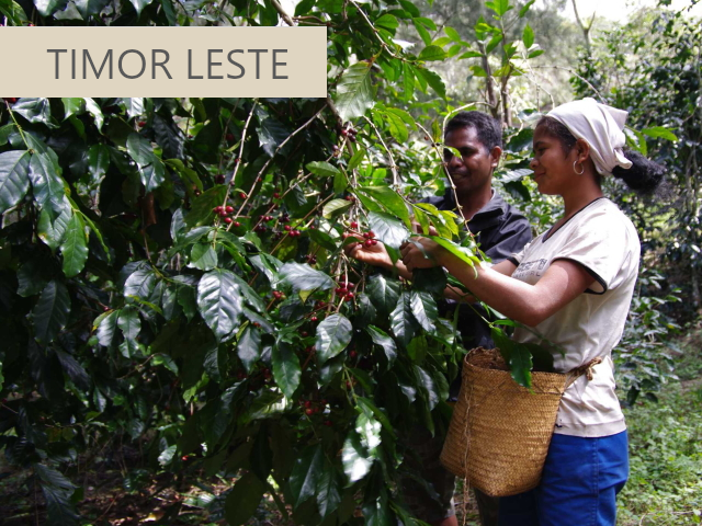 東ティモールコーヒー