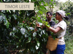 東ティモールコーヒー
