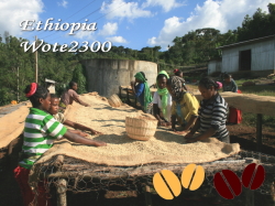 エチオピア（モカ）コーヒー