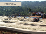 エチオピアコーヒー（モカ）