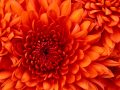 AAA