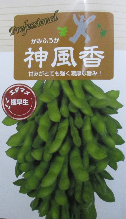 神風香枝豆 （雪印種苗） 70ml 老舗のタネ屋 きりはらのたね