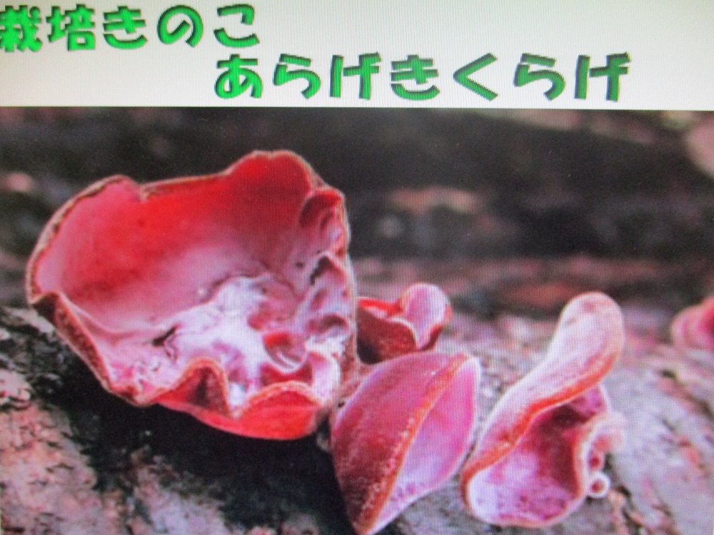 あらげきくらげ