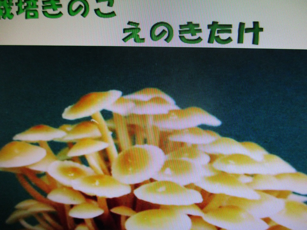 えのきたけ
