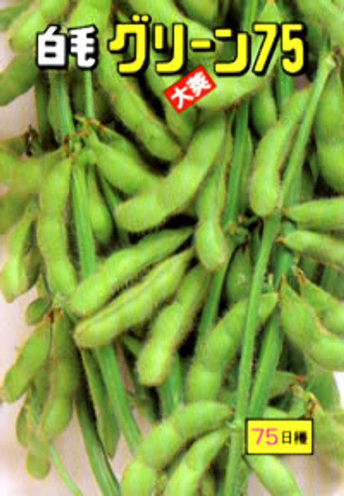 グリーン75
