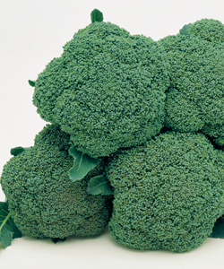 ブロッコリー】 ハイツSP （タキイ種苗）