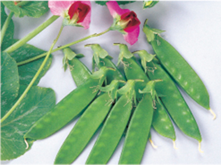 華夏絹莢
