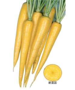 イエローハーモニー