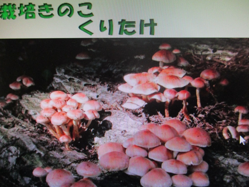 くりたけ