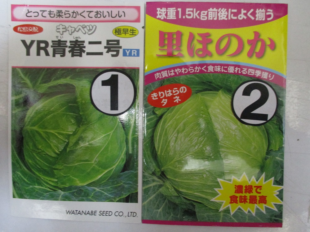 キャベツ苗1