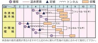 あまおとめうら