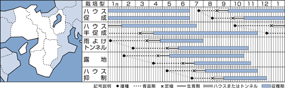 甘とう美人うら