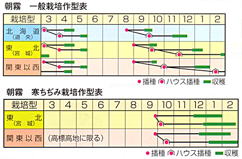 朝霧裏