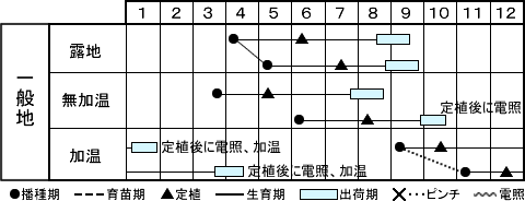 アスター 　ネネシリーズうら