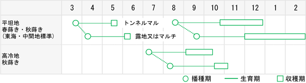 紅くるり大根うら