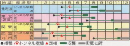 ダークホースうら