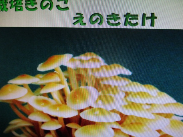 えのきたけ