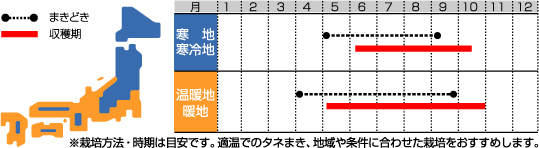 葉だいこん裏