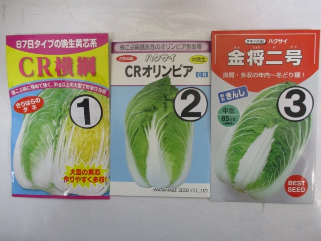 ハクサイ苗