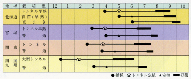 白爵うら