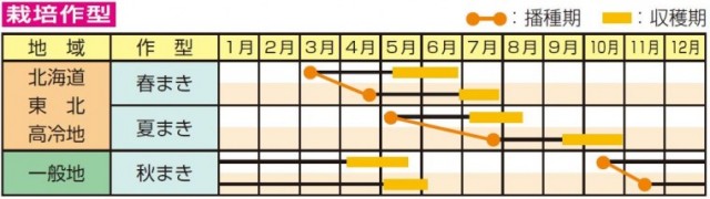 華夏絹莢うら