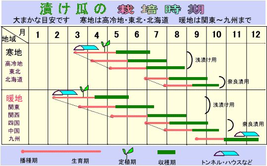 姫枕うら