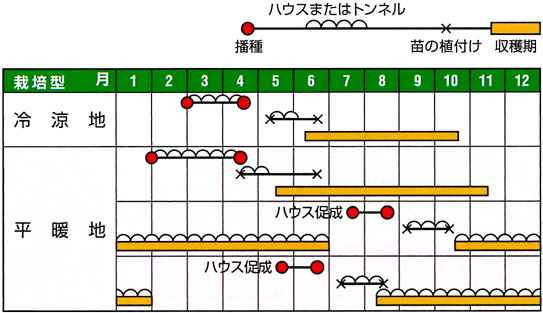 ひもとうがらし裏