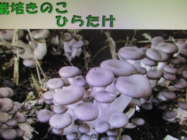 ひらたけ