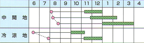 ひとみ五寸うら