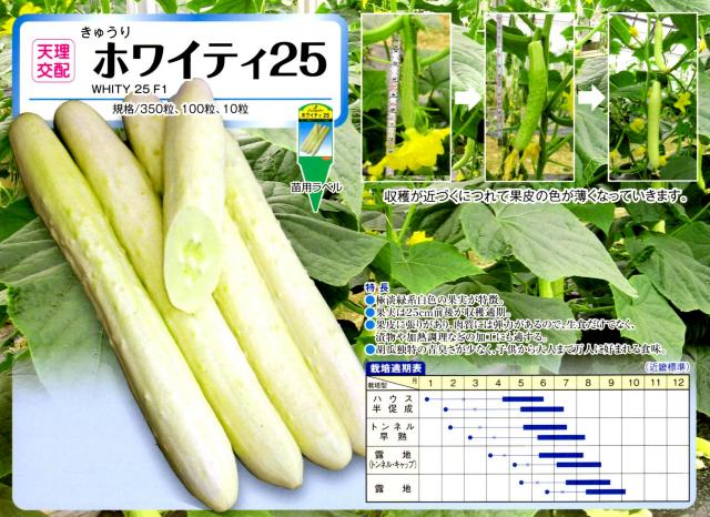きゅうり】 ホワイティ25 （大和農園）
