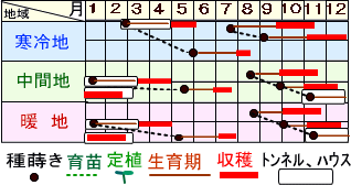 ホワイトスティック裏