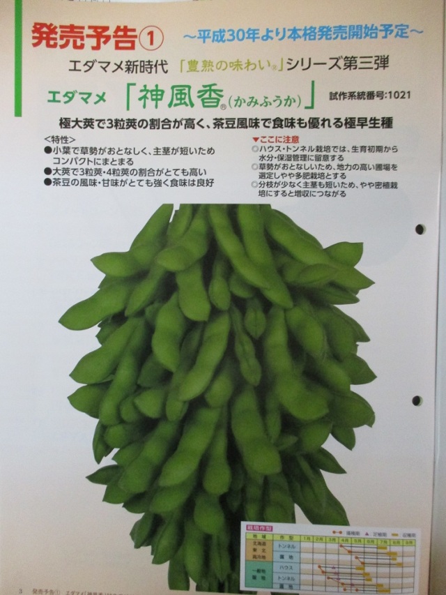 神風香枝豆 （雪印種苗） 70ml 老舗のタネ屋 きりはらのたね