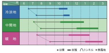 にんじん】 金美EX （みかど協和）